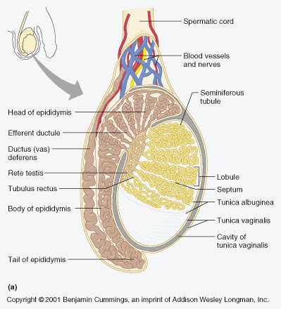 should testes be soft|are testicles softer than others.